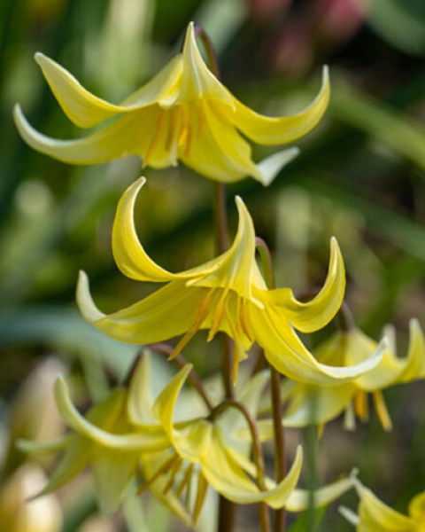 Erythronium pagoda_0x600.jpg